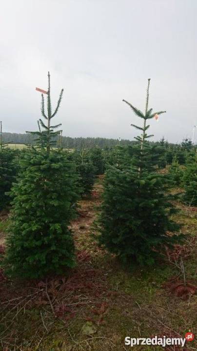Choinki świerk srebrmy świer pospolity jodła