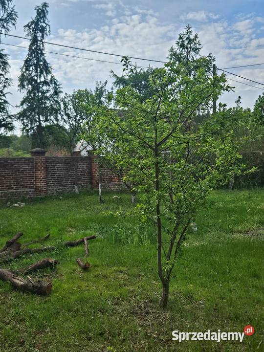 Wynajem mieszkania węglowe Babimost