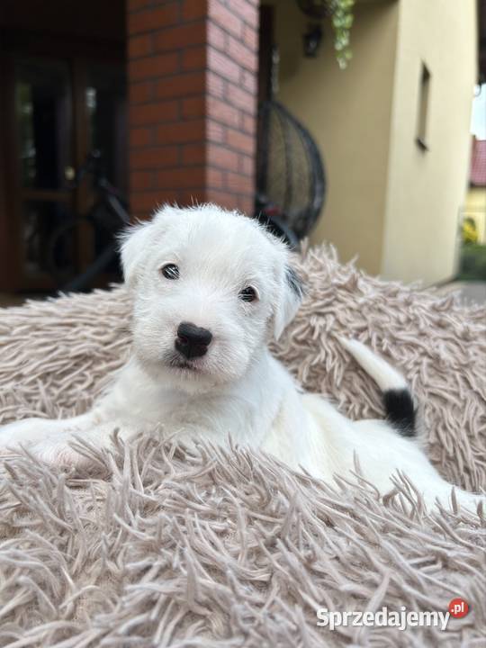 Szczenięta Parson Russell Terrier Jack Russell Terrier wielkopolskie Leszno