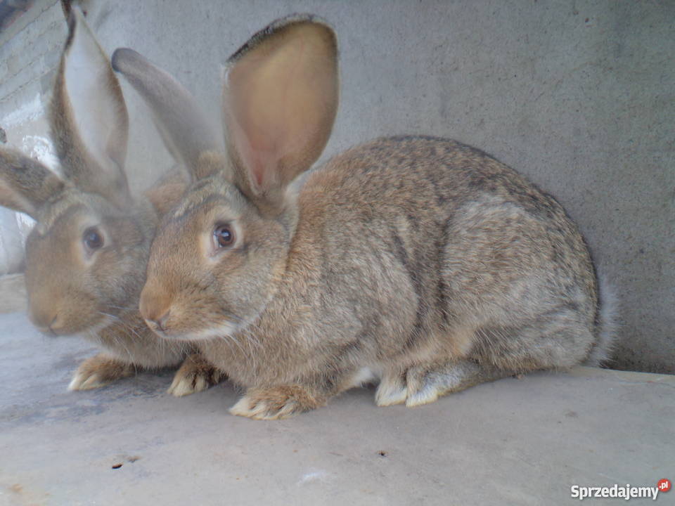 Sprzedam młode króliki belgijskie Ciechocin