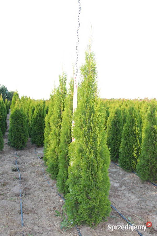 Tuja SzmaragdThuja Smaragd 220250 SUPER JAKOŚĆ Mogielnica