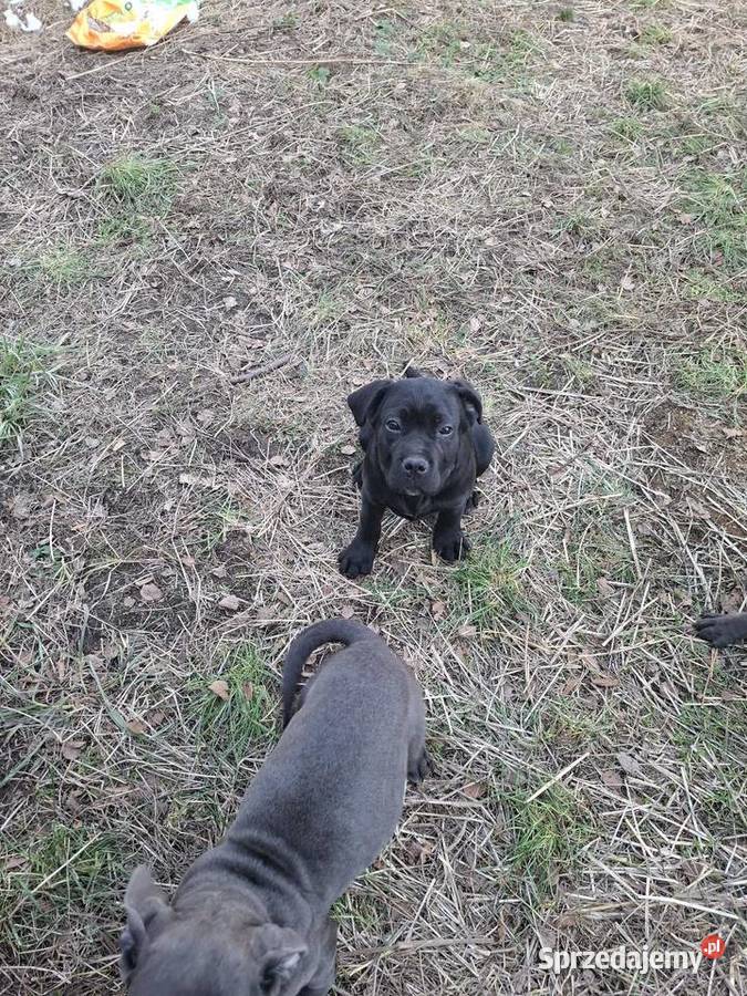 Szczeniaki Cane Corso Radom