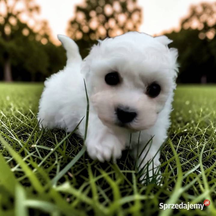 Bichon frise Fci Pozostałe Pozostałe Toszek