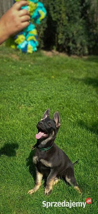 Owczarek niemiecki krótkowłosy suczka czarna sprzedam