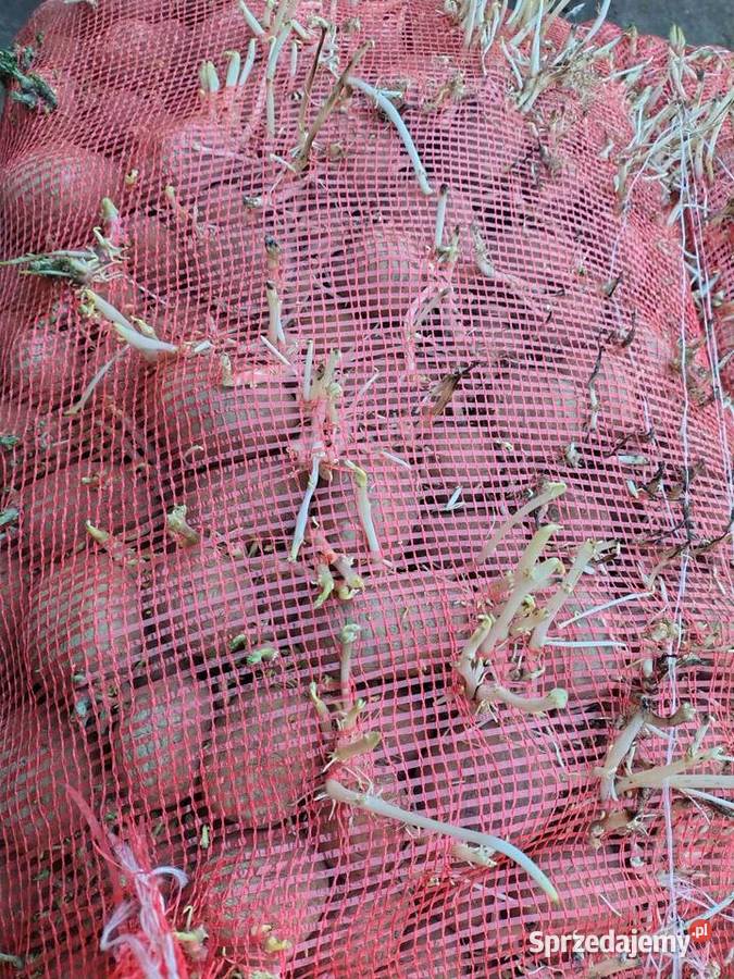 Ziemniaki sadzeniaki Vineta sprzedam