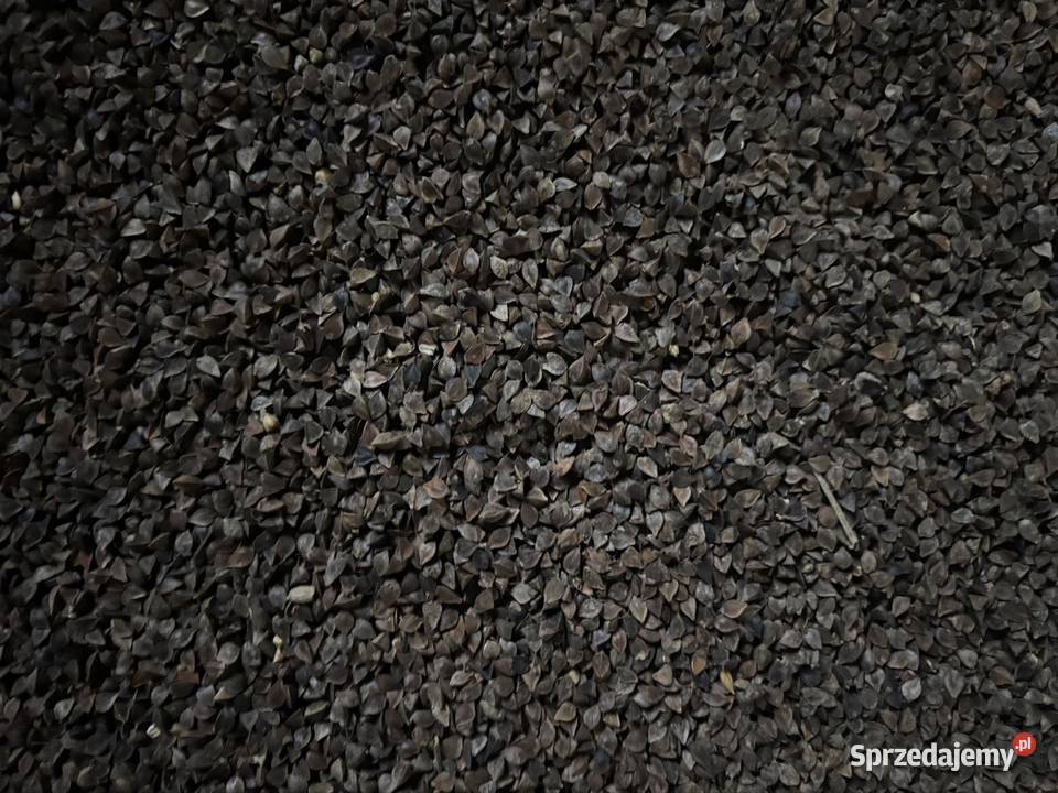 Gryka Rośliny na biomasę sprzedam