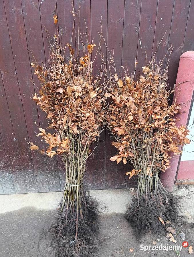 Buk pospolity na żywopłot 60 80 gruby zachodniopomorskie Szczecinek