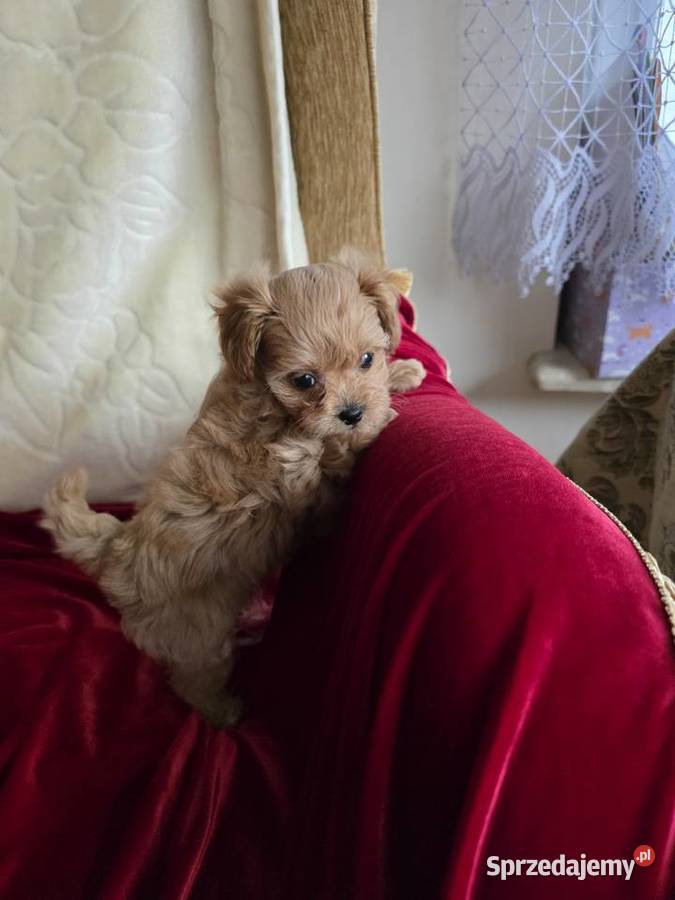 Maltipoo suczka xxs Poznań sprzedam