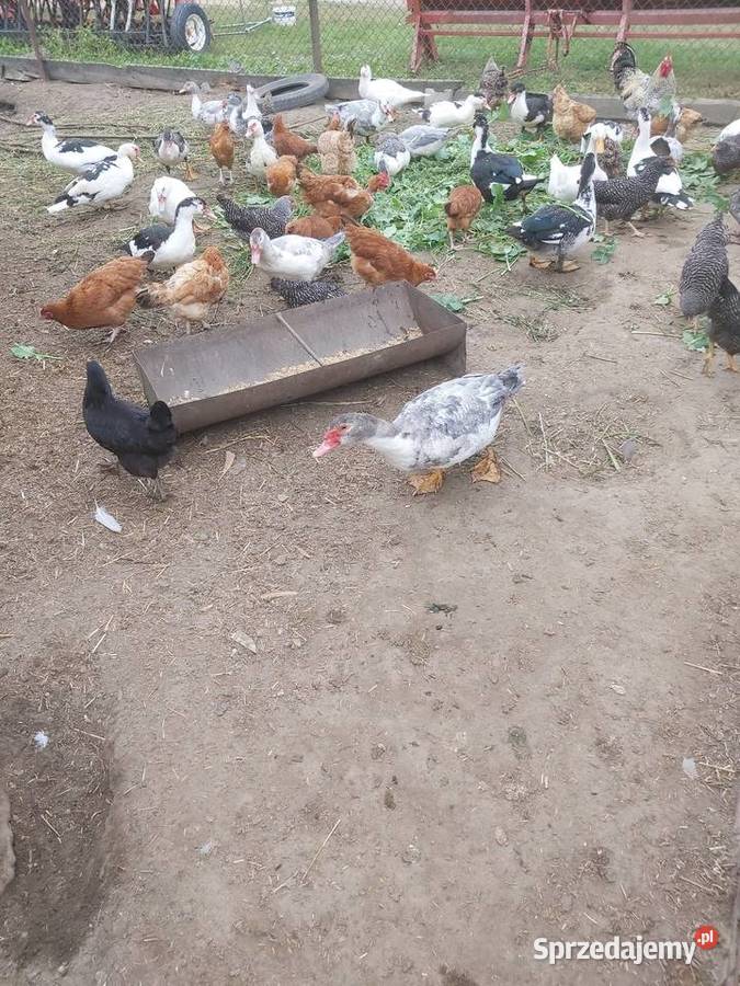 Sprzedam kaczki francuskie Drób i ptactwo łódzkie Opoczno sprzedam