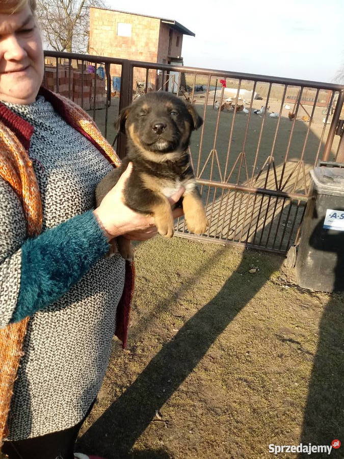 Pies Stobiecko Szlacheckie