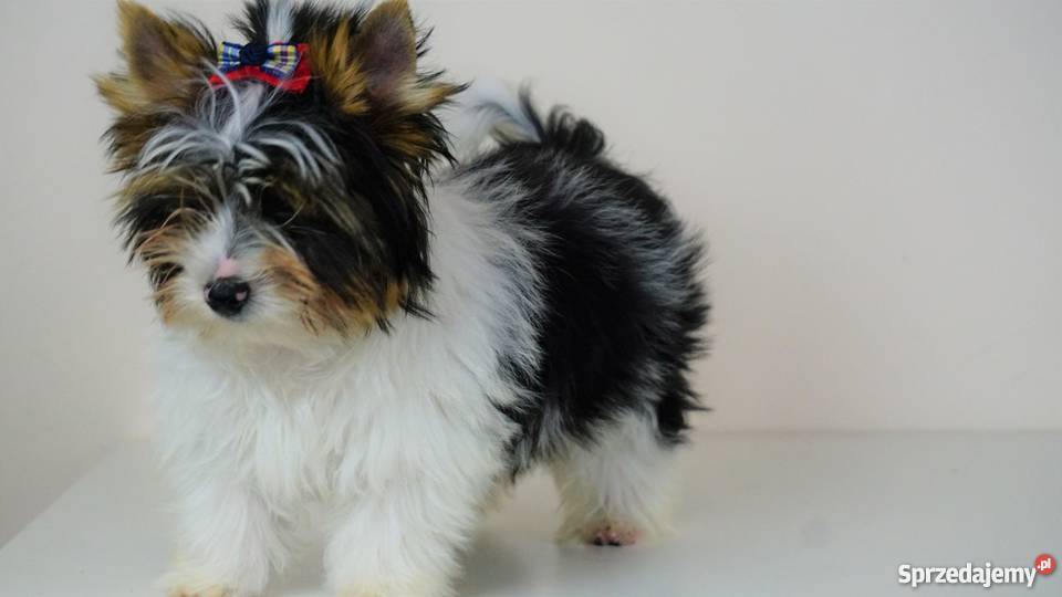 Biewer Yorkshire Terrier z metrykami ZKwP FCI Poddębice