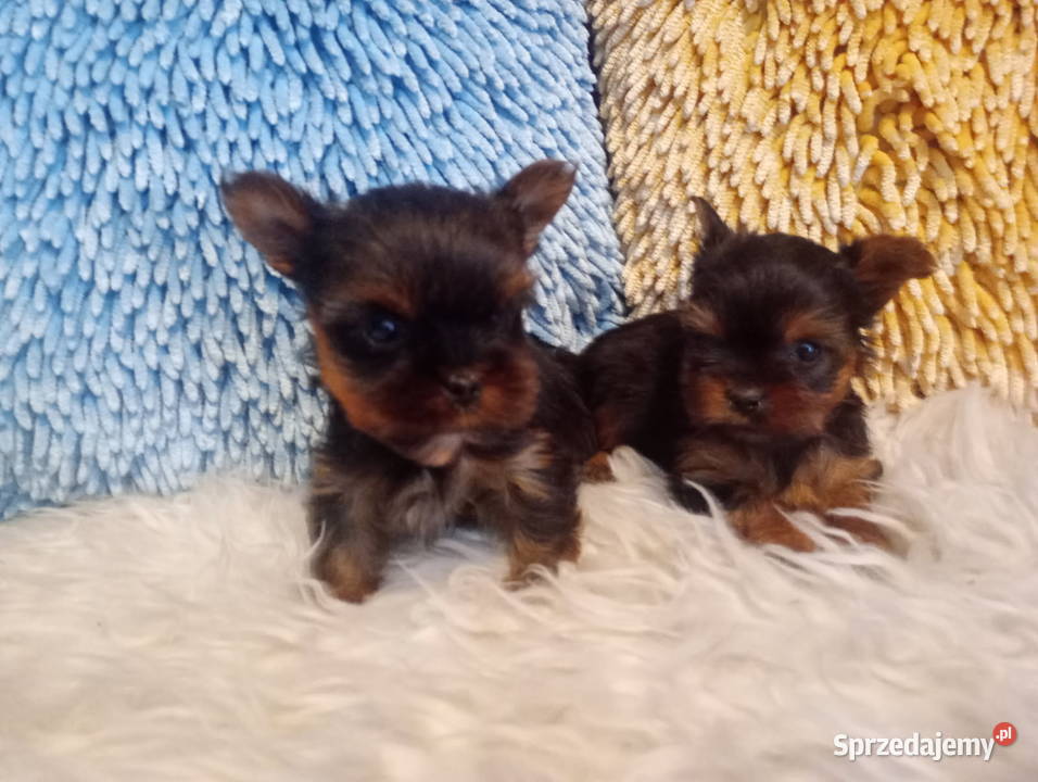 Yorkshire terrier mini suczka xs Opole