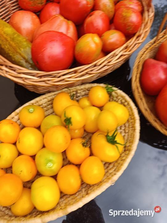 Nasiona pomidorów z Syberii Nasiona Skibice