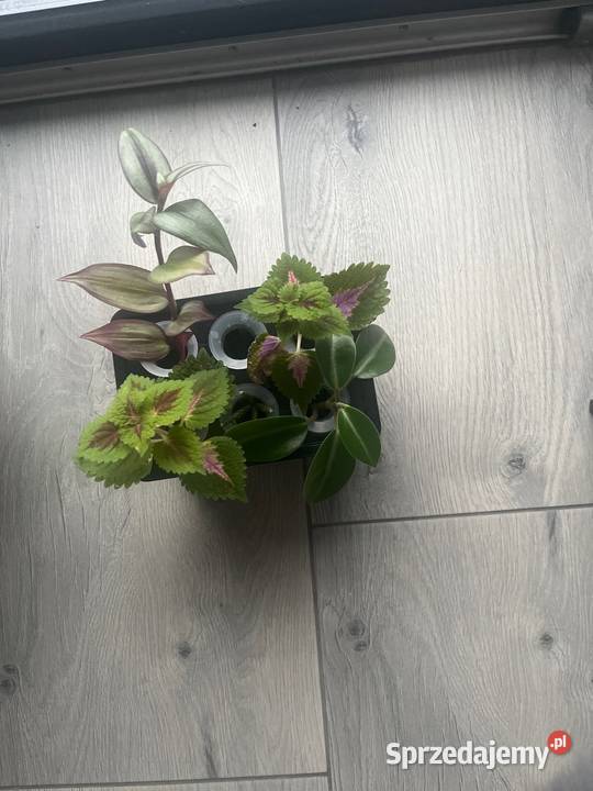 Zaszczepki ukorzenione 1 sztukę wielkopolskie Blękwit