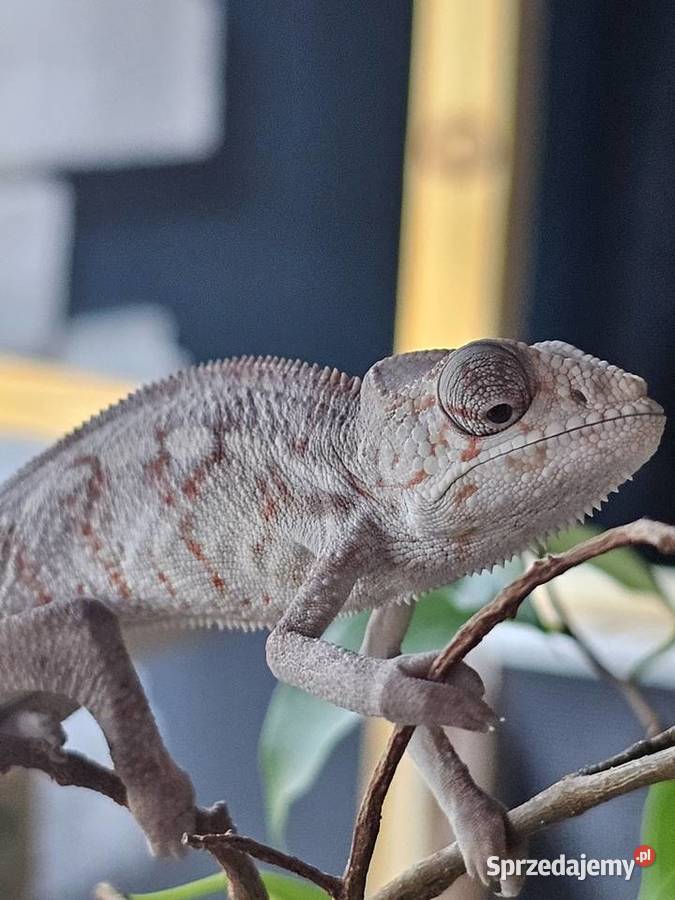 Kameleon lamparci Kraków sprzedam