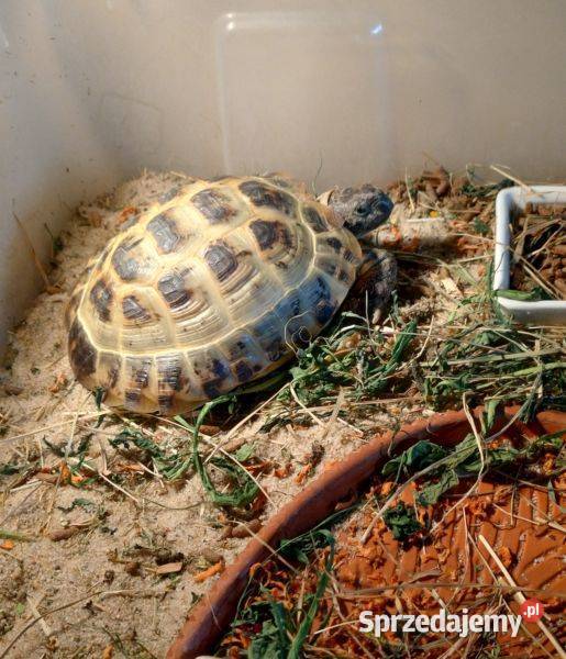 Zółw  Stepowy  5 lat