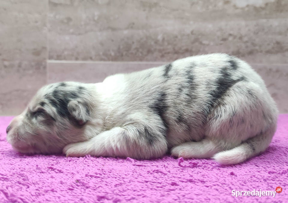 Szczenię BORDER COLLIE z Hodowli Rasowy pies z małopolskie Kraków