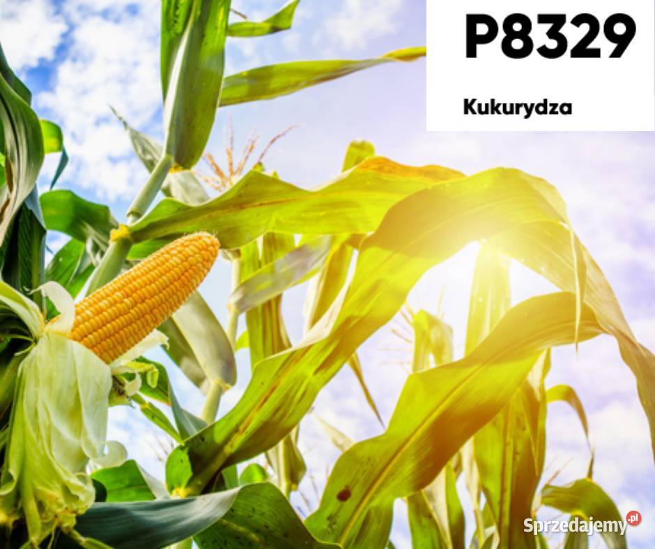 Kukurydza Pioneer P8329 na ziarno kiszonkę