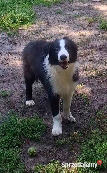 Piękny piesek border collie 4 miesięczny