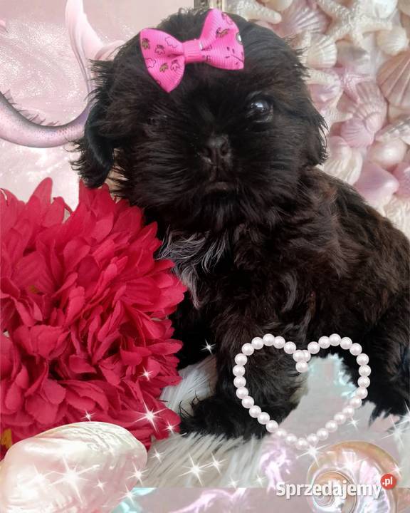 Suczka rasy ShihTzu szuka domku dolnośląskie Syców