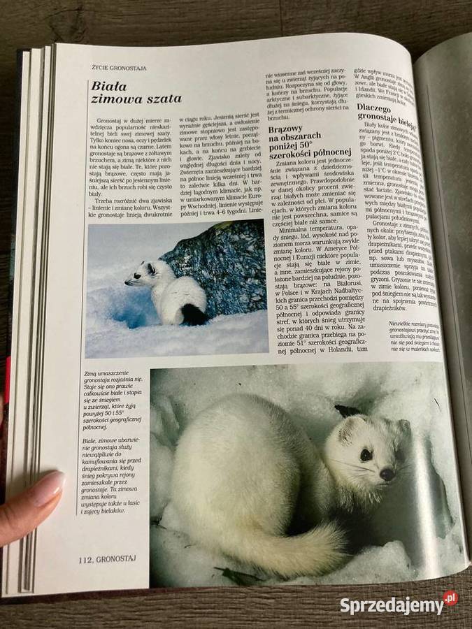 Książka Tajga Encyklopedia Dzikich Zwierząt Nisko
