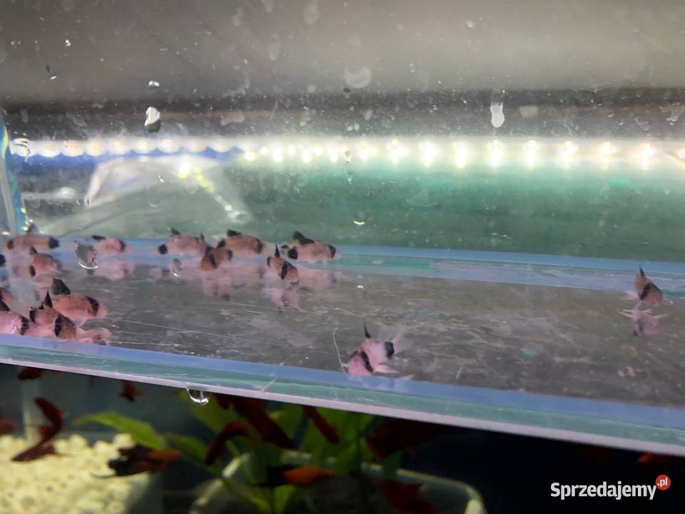 Kirys Panda sum Panda Justynów