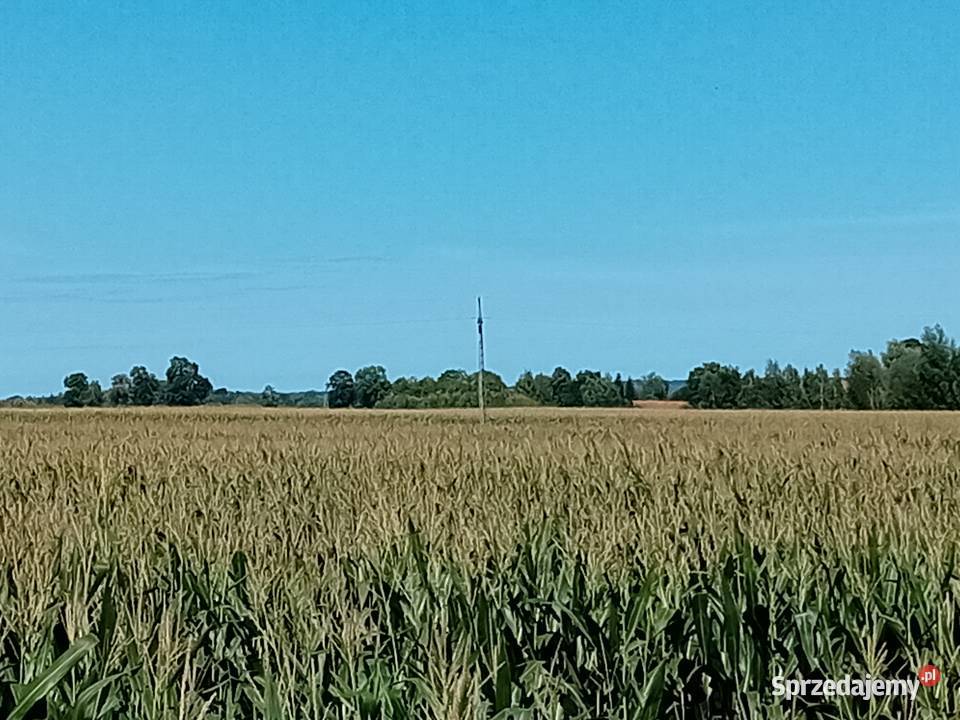 Syndyk sprzeda udziały w grunatach Żurawiec 0zł/m2