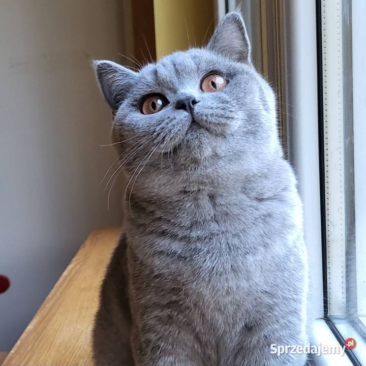 Kocięta z rodowodem FPL Brytyjski Łosie