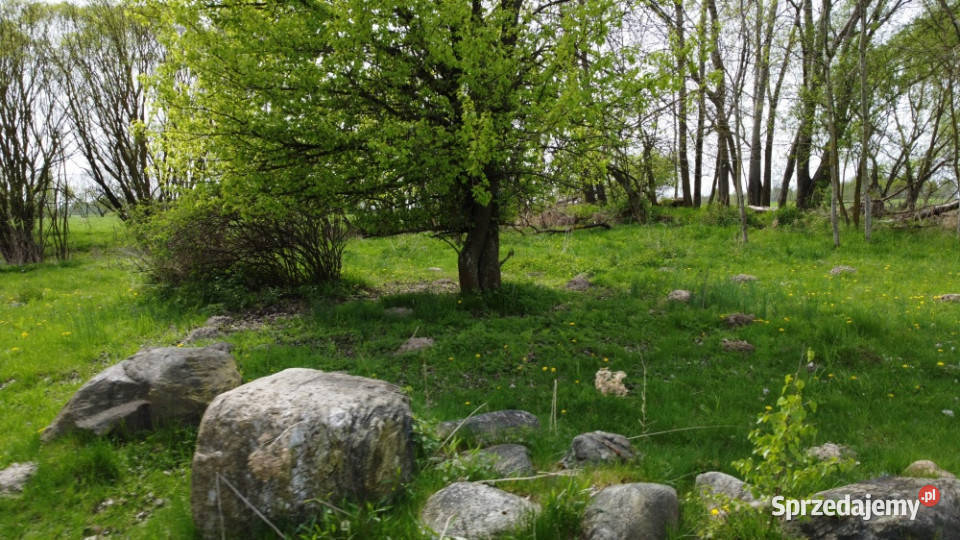11 ha w jednym kawałku foremna działka 8 Lipna asfalt kujawsko-pomorskie Suradowo sprzedam