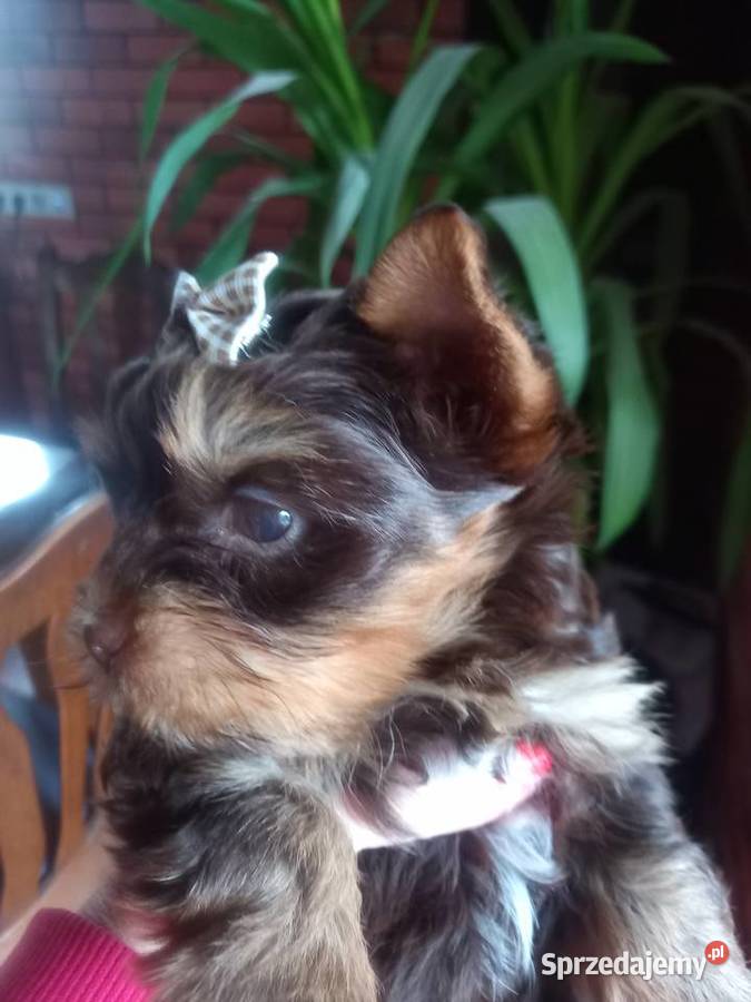 Piesek chocolate Yorkshire Terrier z rodowodem