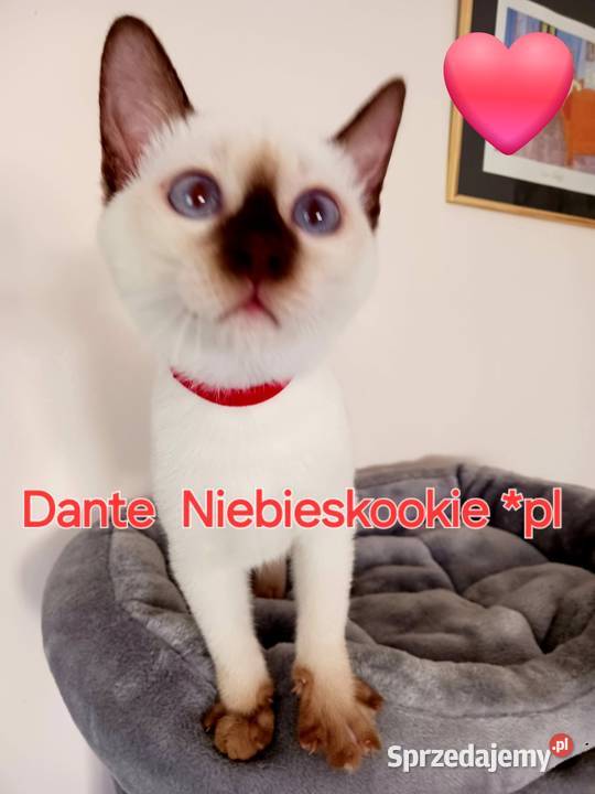 Kocurek tajski Dante czekoladowy z hodowli Miedzna