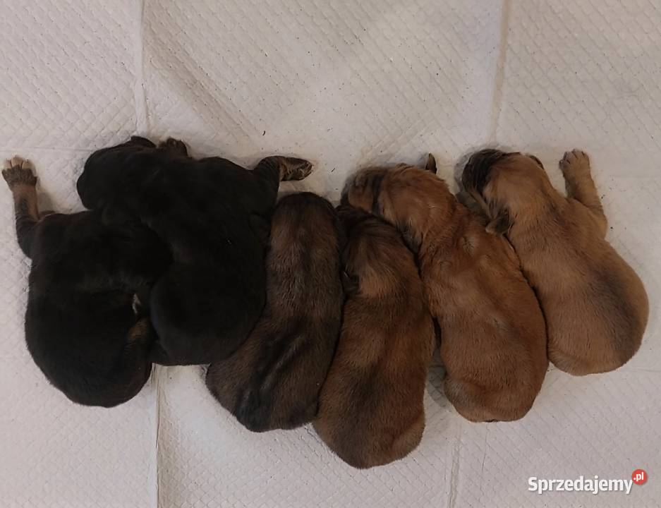 Owczarek Mongolski Bankhar Stok