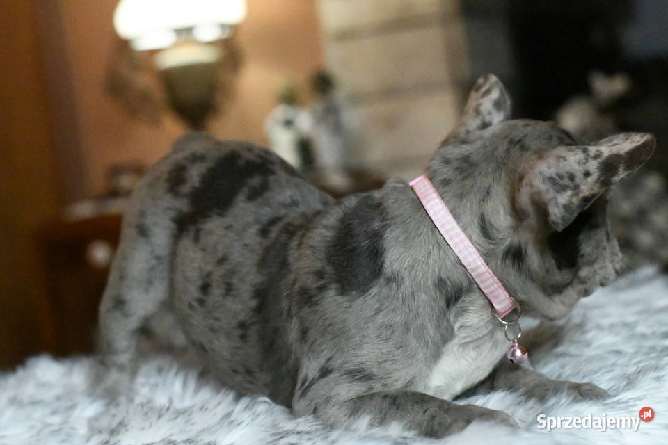 Buldog francuski sunia Gotowa do odbioru BLANKA sprzedam