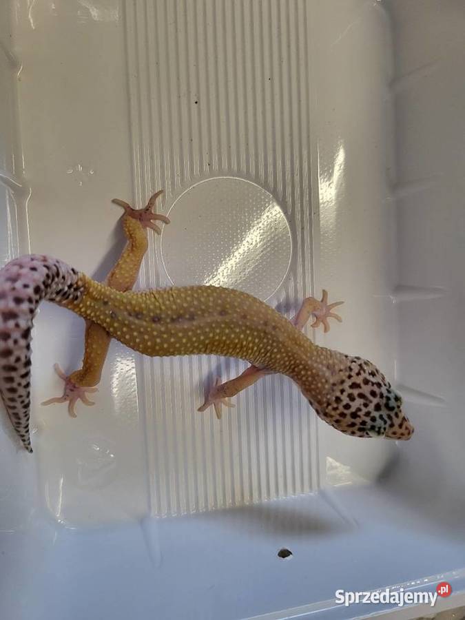 Gekon Lamparci Samica Sklep Zoologiczny Katowice