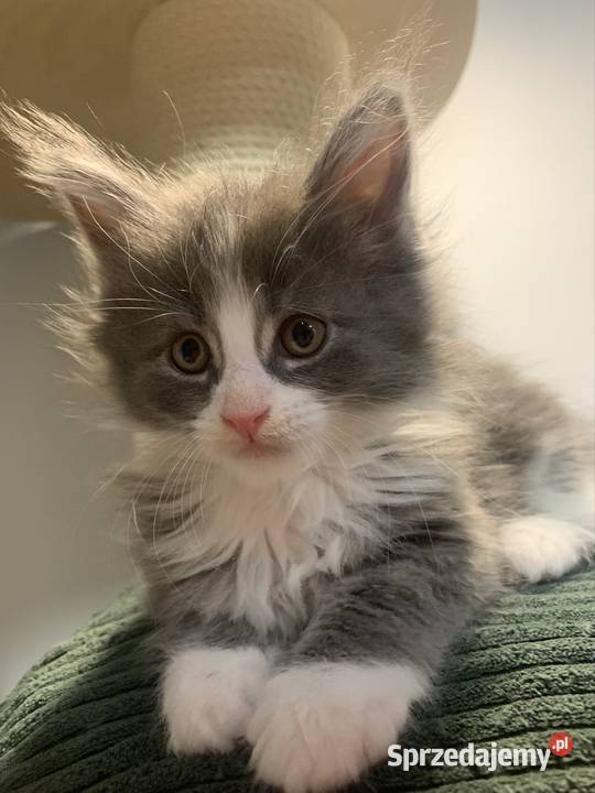 Maine Coon Srebny z białym klasycznie pręgowany Warszawa