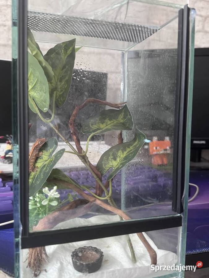 Gekon orzęsiony z terrarium śląskie Gliwice