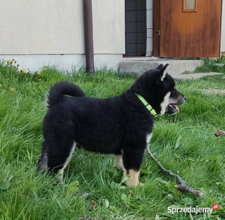 SHIBA INU Nowy miot przyjmujemy zamówienia Bychawka Trzecia