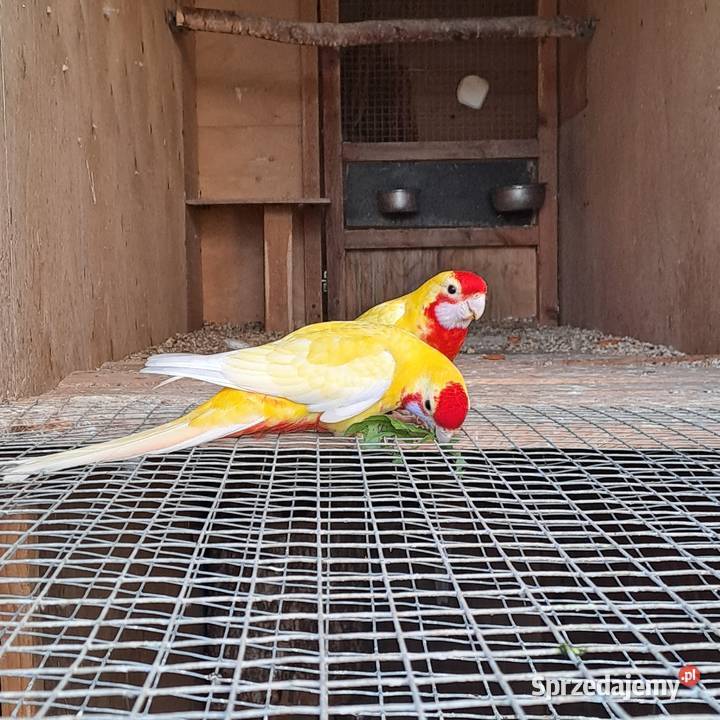 Rozella Królewska Garwolin