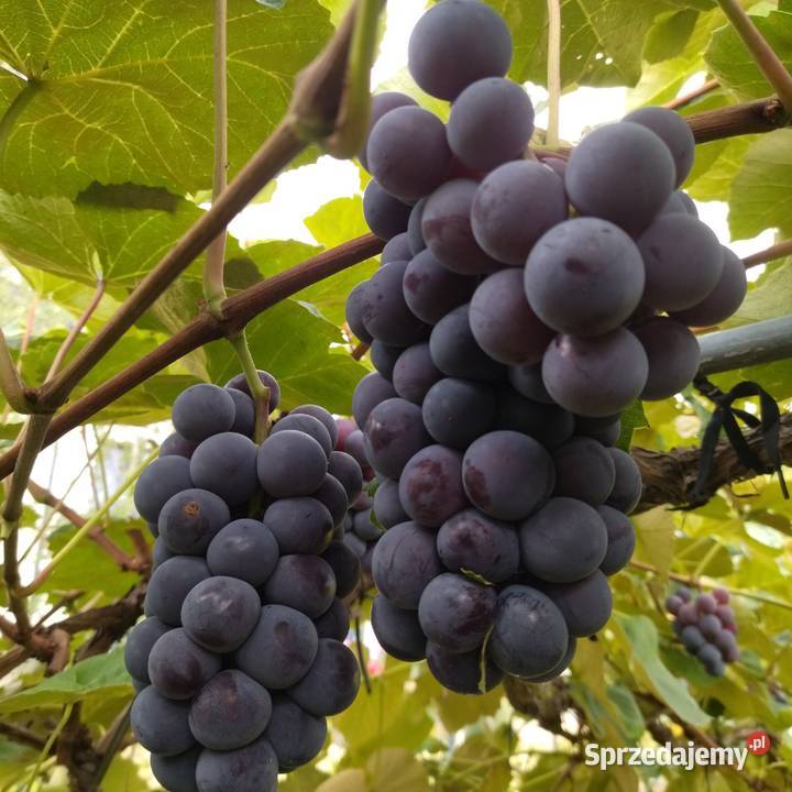 Winogron na soki wino bezpośredniego spożycia Owoce