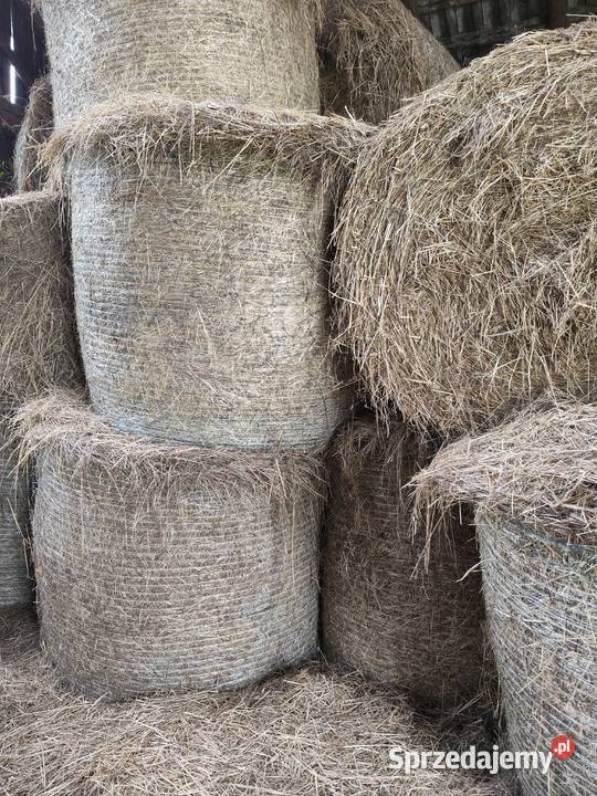Siano świętokrzyskie Kozubów