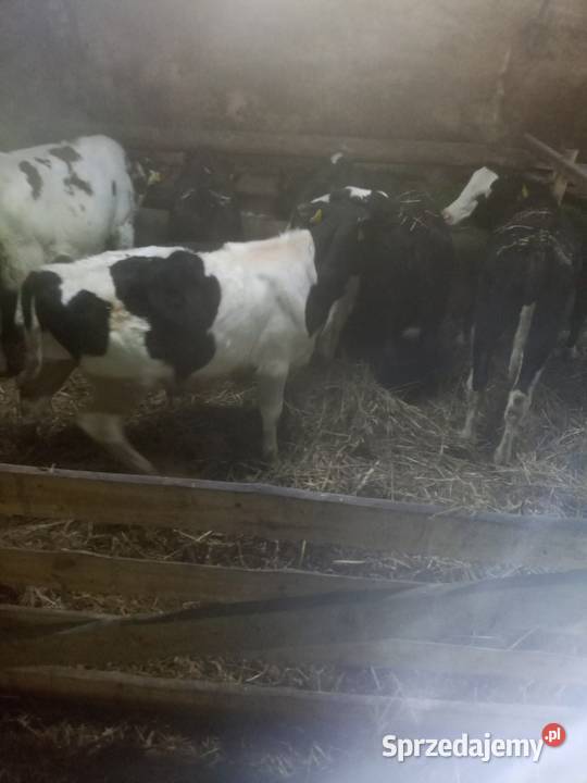 Sprzedam byczki Ostrów Wielkopolski