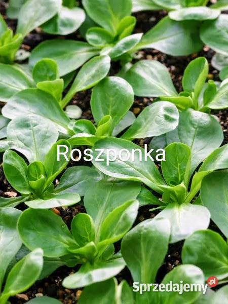 Cykoria główka znosi przymrozki nasiona małopolskie Kraków