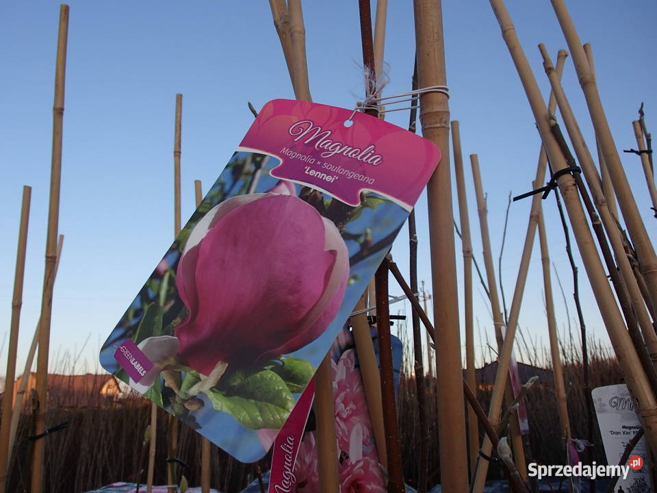Magnolie szczepione w odmianach Liściaste Tarnów