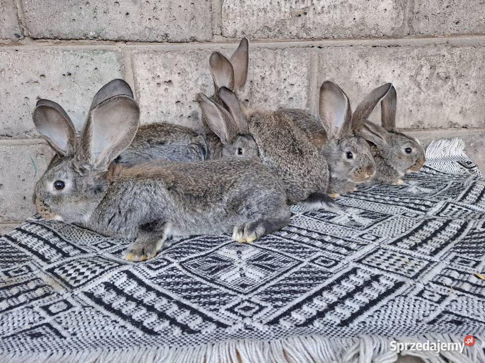 Olbrzym Belgijski Radom