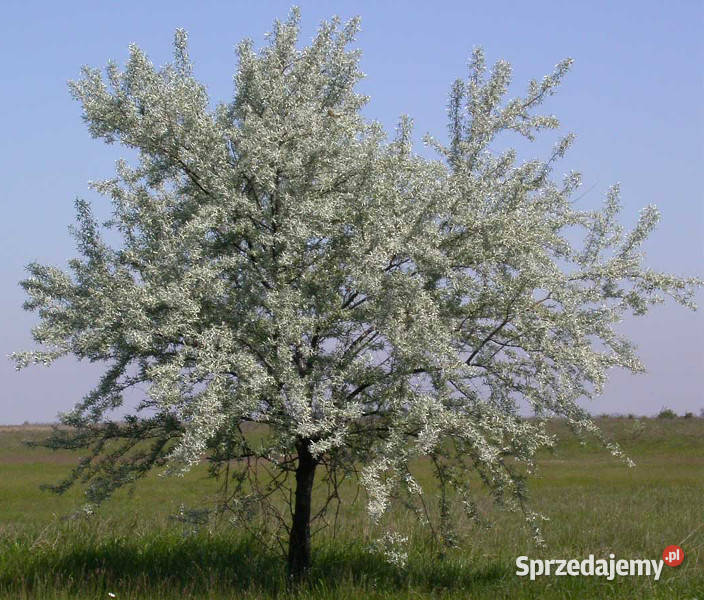 OLIWNIK WĄSKOLISTNY Eleagnus angustifolia Lubanie