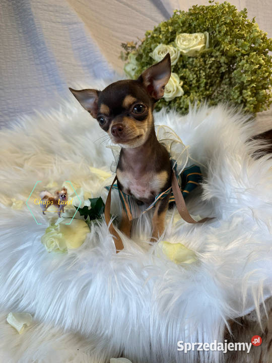 Chihuahua suczki z rodowodem black tricolor tan sprzedam
