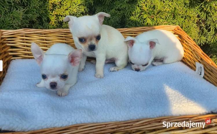 Chihuahua śliczne pieski biale I kremowe Częstochowa