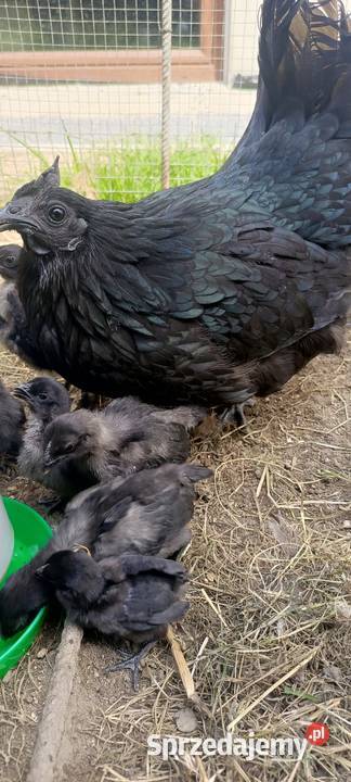 Kury Ayam Cemani czarne i białe Jastrzębie-Zdrój