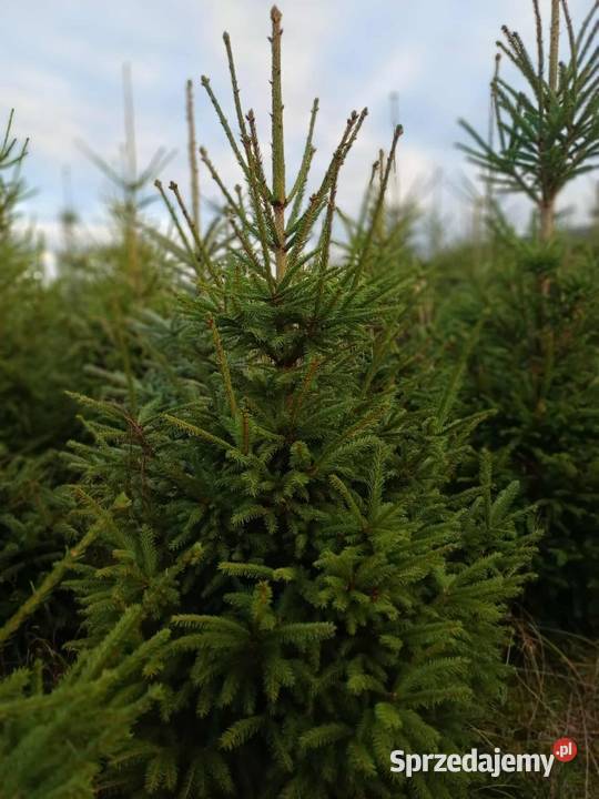 Sprzedam choinki świerk srebny i pospolity sprzedam
