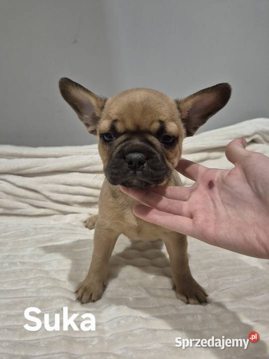 Pieski szukają nowego domu mazowieckie Gulinek